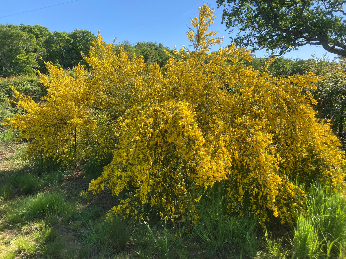 Shrubs