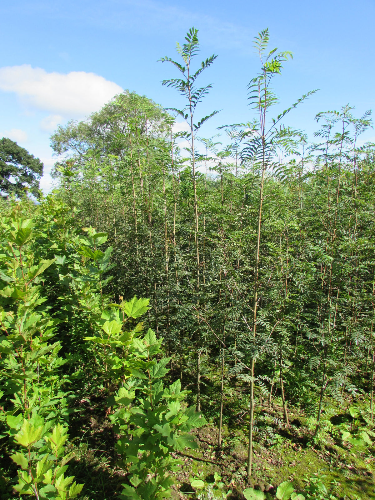 Large Trees
