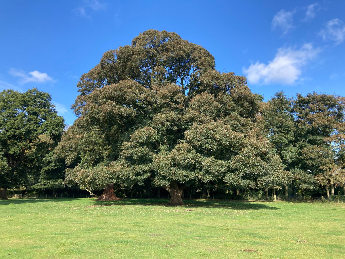 Broadleaved Trees