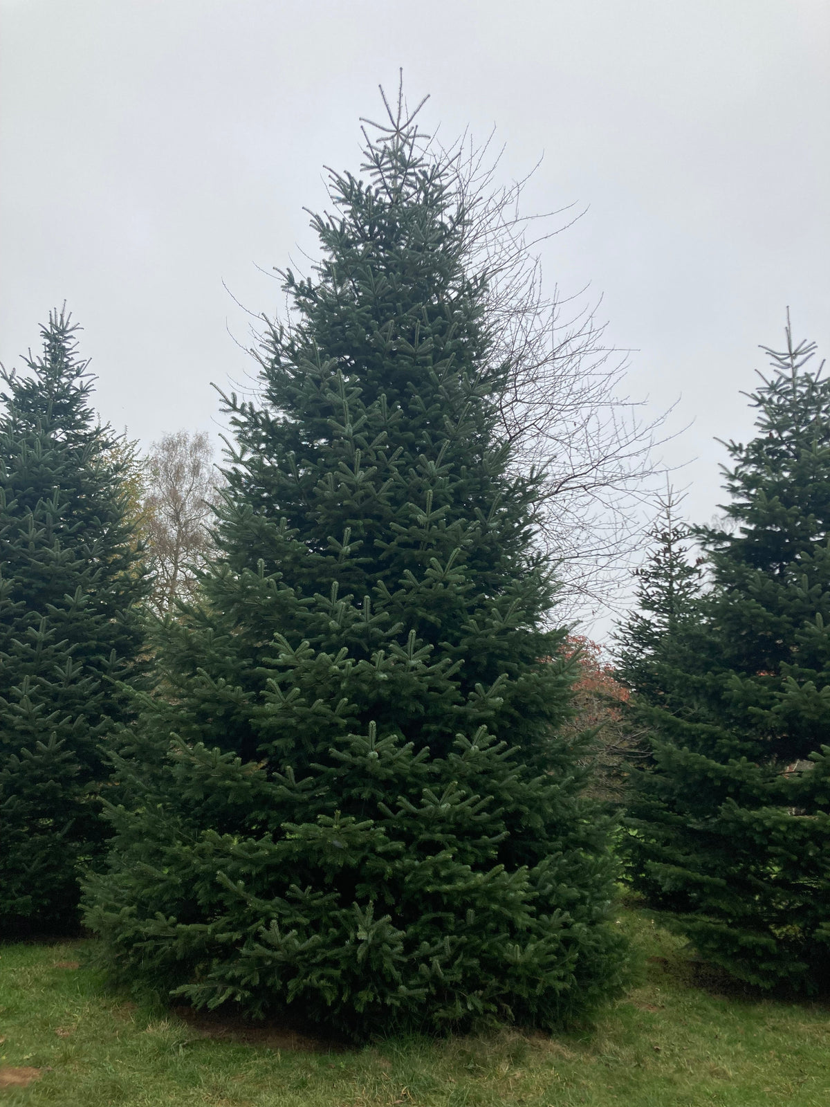 Conifers