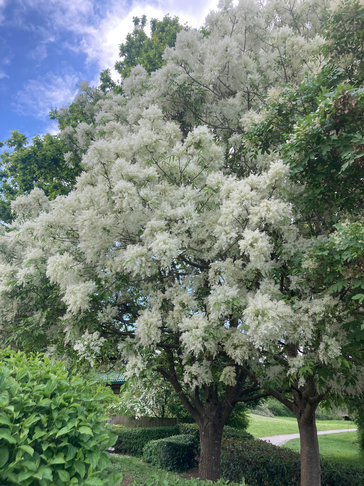 Ornamental Trees
