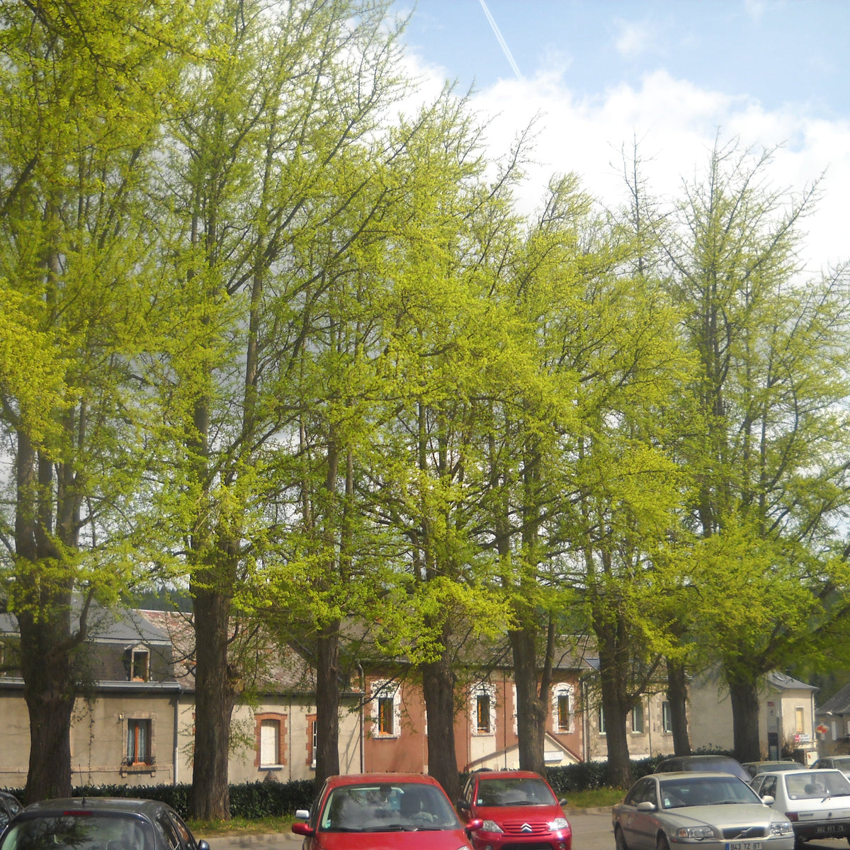 Ginkgo / Maidenhair Tree (ginkgo biloba)