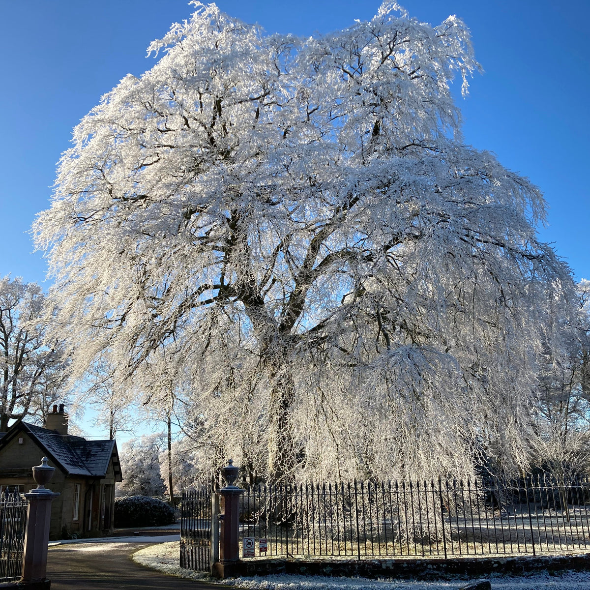 Purple Beech (fagus sylvatica atropurpurea)
