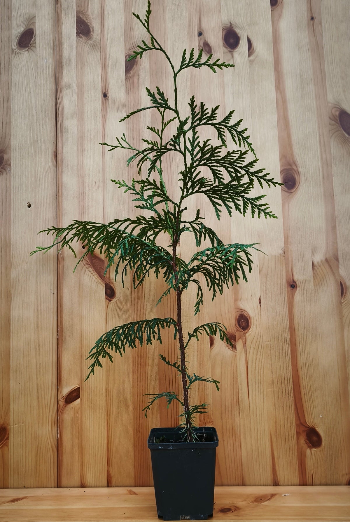 Western Red Cedar (thuja plicata)