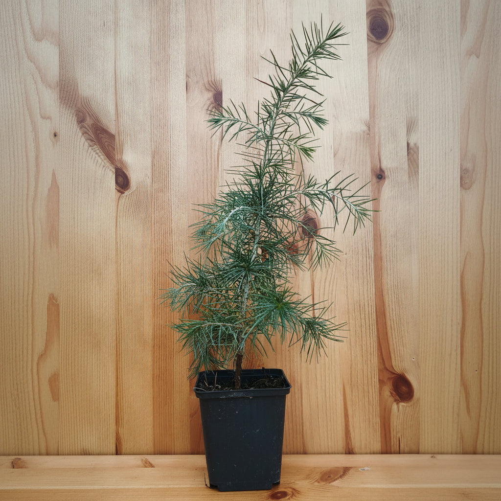 Himalayan / Deodar Cedar (cedrus deodara)