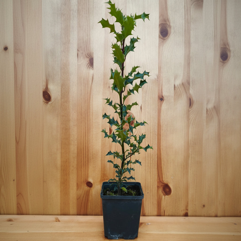 Holly (ilex aquifolium)