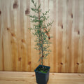 Italian Cypress (cupressus sempervirens 'Stricta')