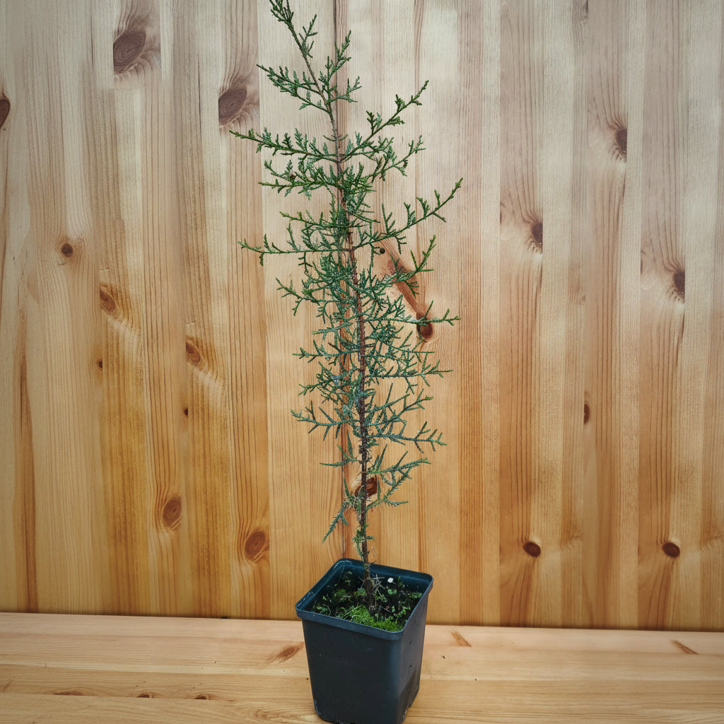 Italian Cypress (cupressus sempervirens 'Stricta')