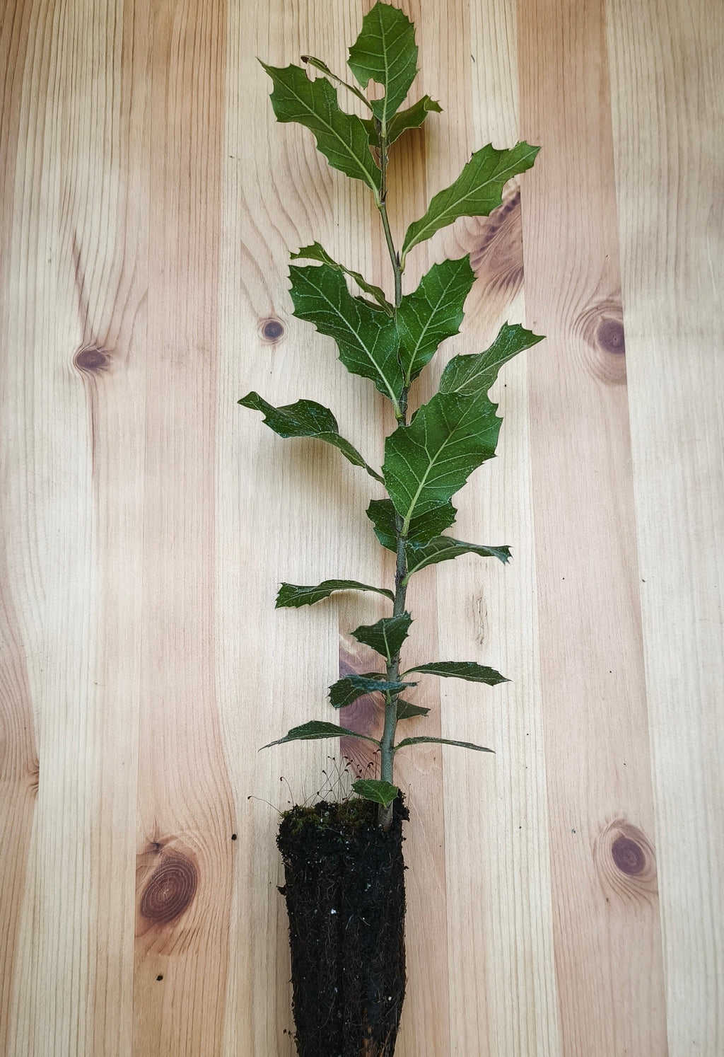 Holm Oak (quercus ilex)