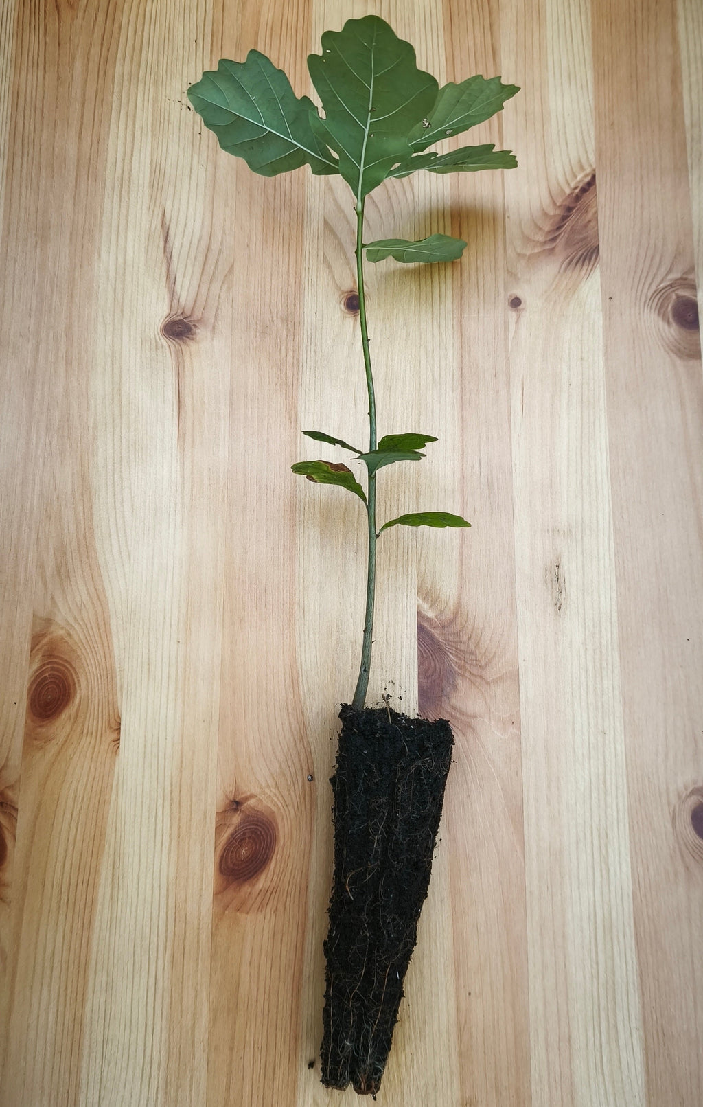 Sessile Oak (quercus petraea)