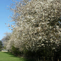 Wild Cherry (prunus avium) Feathered Tree