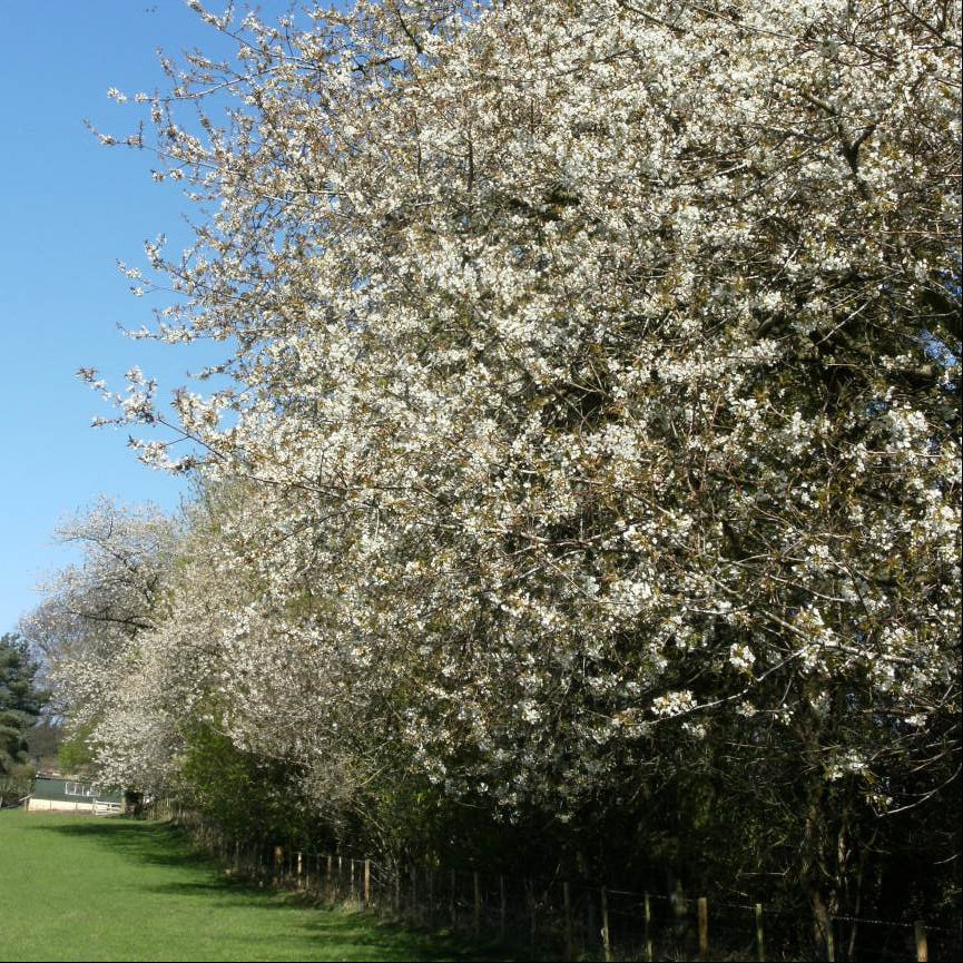 Wild Cherry (prunus avium) Feathered Tree