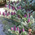 Korean Fir (abies korana)