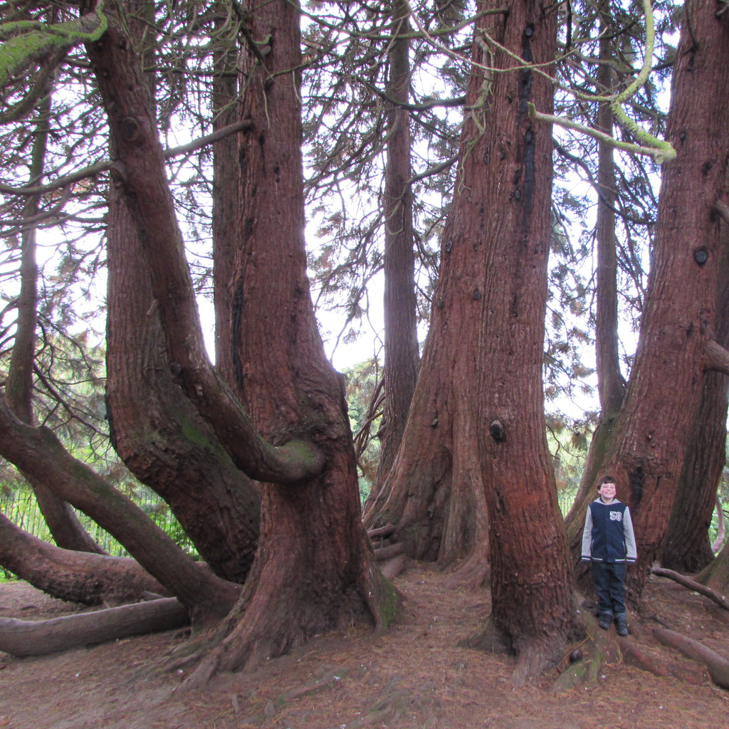 Western Red Cedar (thuja plicata)