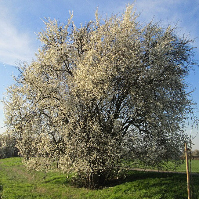 Cherry Plum (prunus cerasifera)