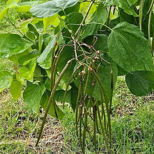 Indian Bean Tree (catalpa bignonioides)