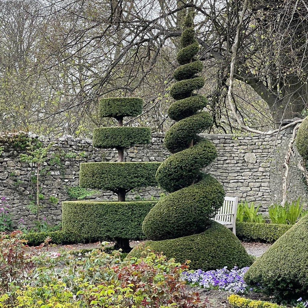 Yew (taxus baccata)