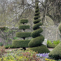 Yew (taxus baccata)