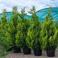 Gold Leylandii / Leyland Cypress (cupressocyparis 'Castlewellan Gold)
