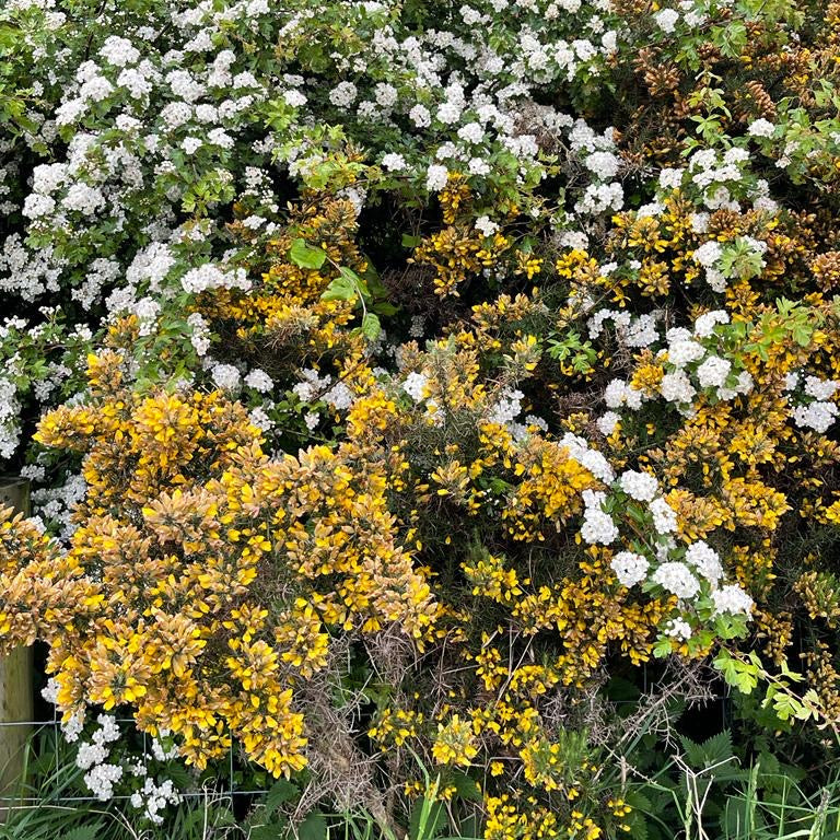 Gorse (ulex europaeus)