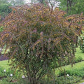 Purple Berberis (berberis thunbergii atropurpurea)