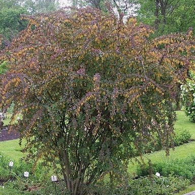 Purple Berberis (berberis thunbergii atropurpurea)