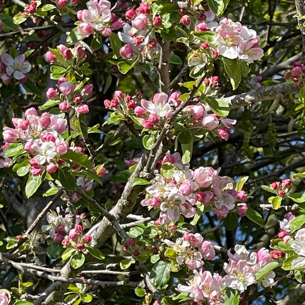 Crab Apple (malus sylvestris)