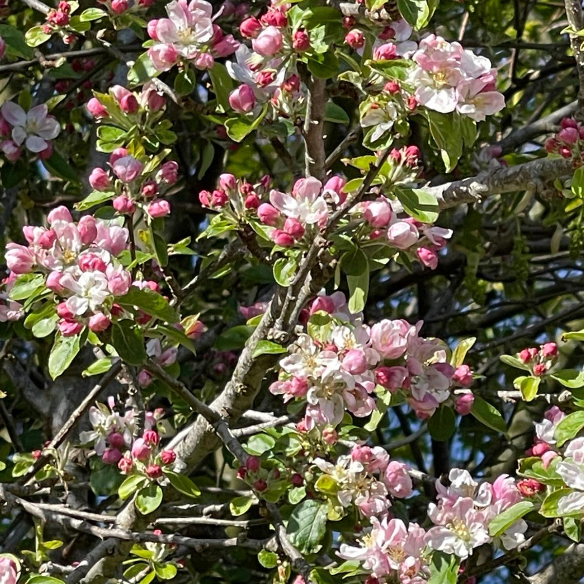 Crab Apple (malus sylvestris)