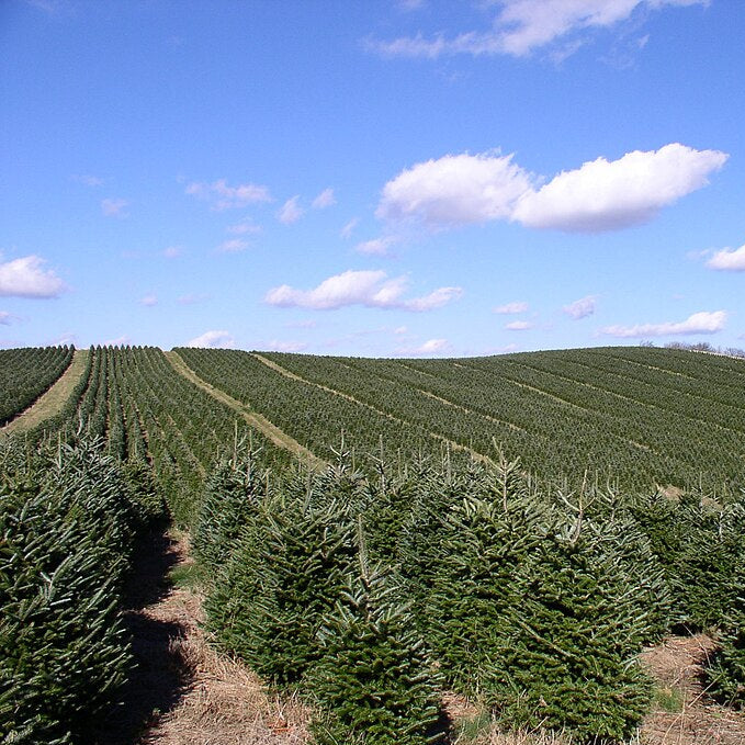 Fraser Fir (abies fraseri)