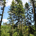 Grand Fir (abies grandis)