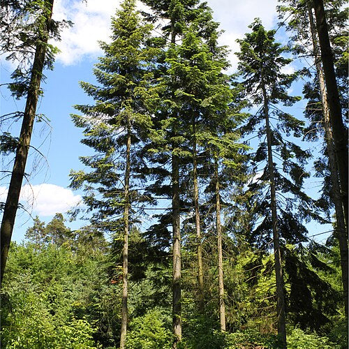 Grand Fir (abies grandis)