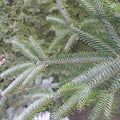 Turkish Fir (abies bornmuelleriana)