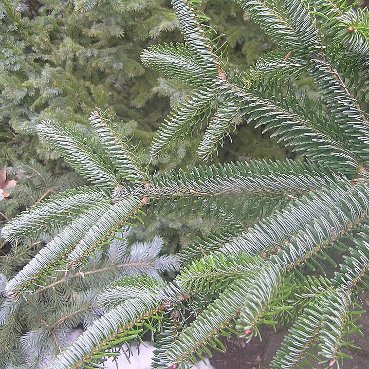 Turkish Fir (abies bornmuelleriana)