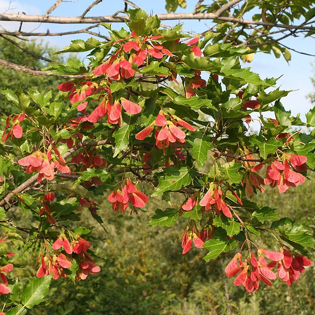 Amur Maple (acer tartaricum 'Ginnala')