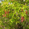 Ash Leaved Maple (acer negundo)