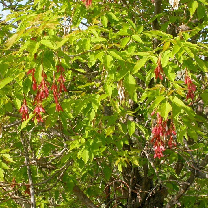 Ash Leaved Maple (acer negundo)