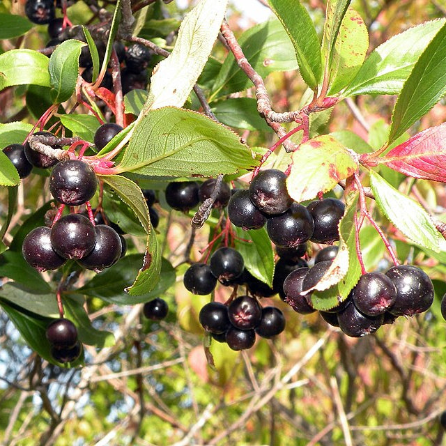 Black Chokeberry (aronia melanocarpa)