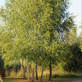 Silver Birch (betula Pendula) Feathered Tree