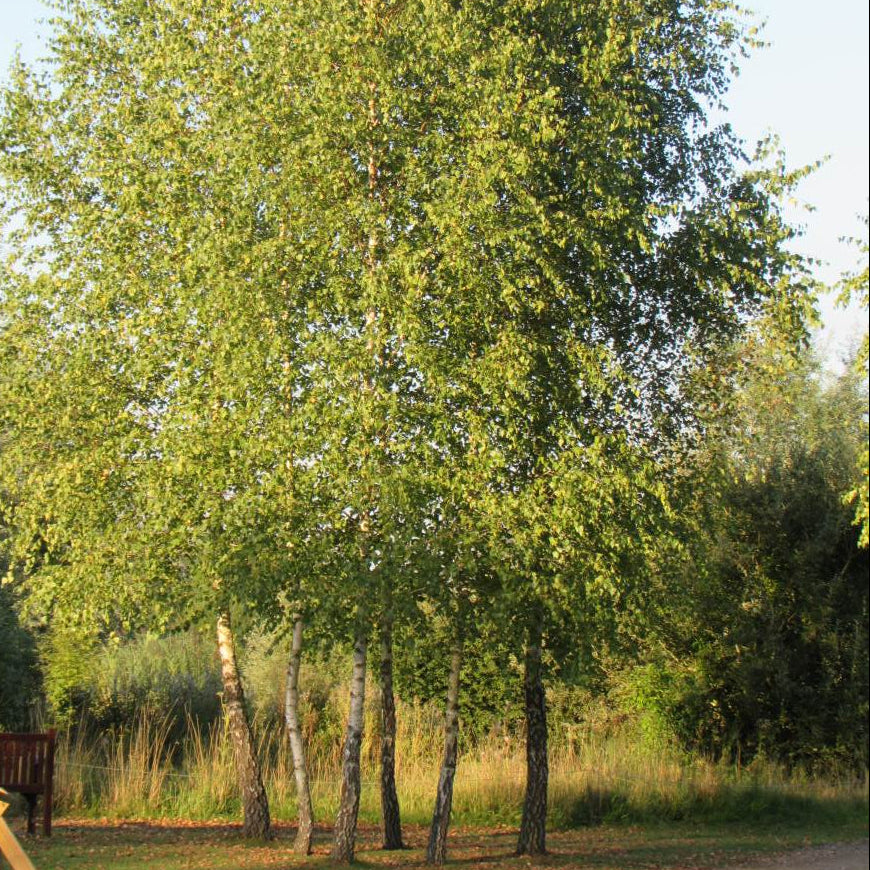Silver Birch (betula Pendula) Feathered Tree