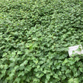 Downy Birch (betula pubescens)