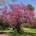 Judas Tree (cercis siliquastrum)