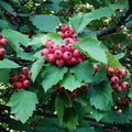 Scarlet Hawthorn (crataegus pedicellata)