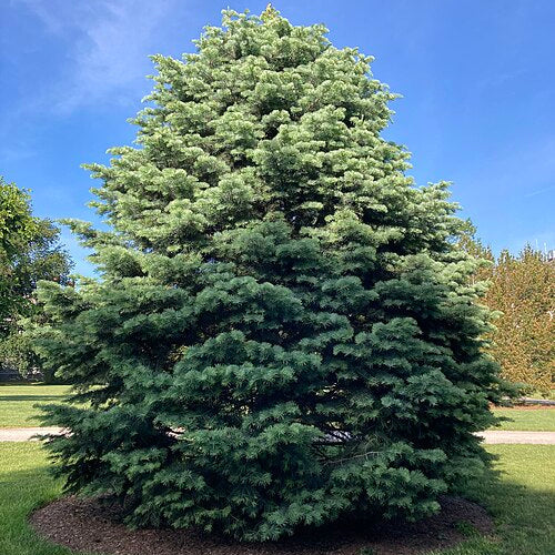 White Fir (abies concolor)