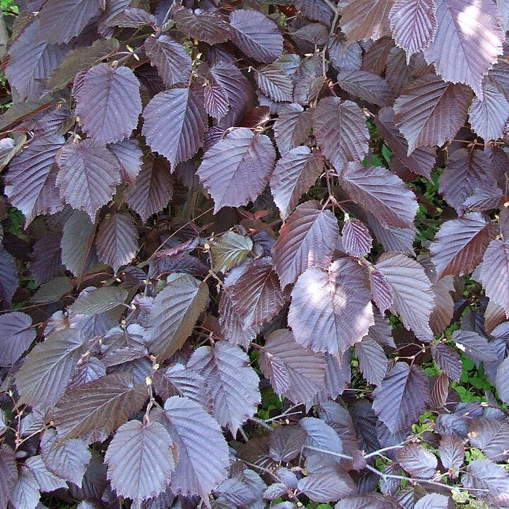 Purple Leaved Hazel (corylus maxima 'Purpurea')