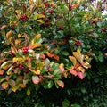 Broad-leaved Cockspur Thorn (crataegus persimilis 'Prunifolia')