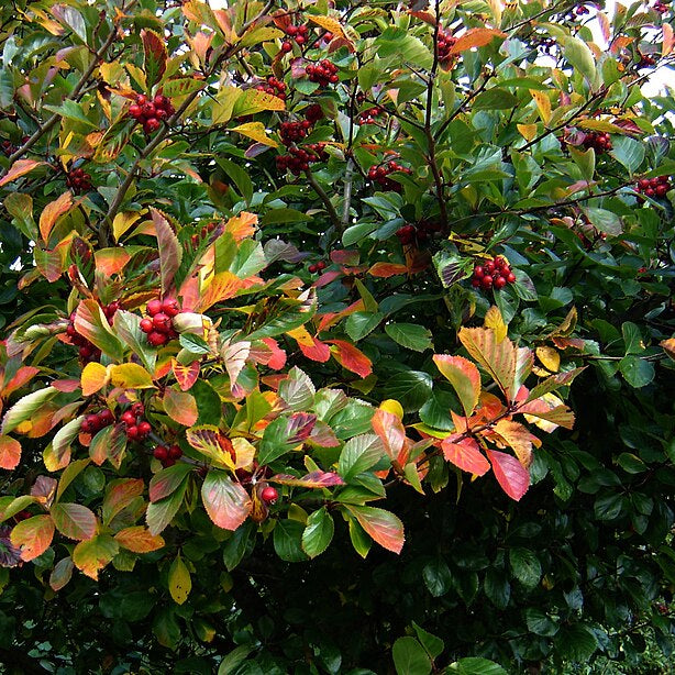 Broad-leaved Cockspur Thorn (crataegus persimilis 'Prunifolia')