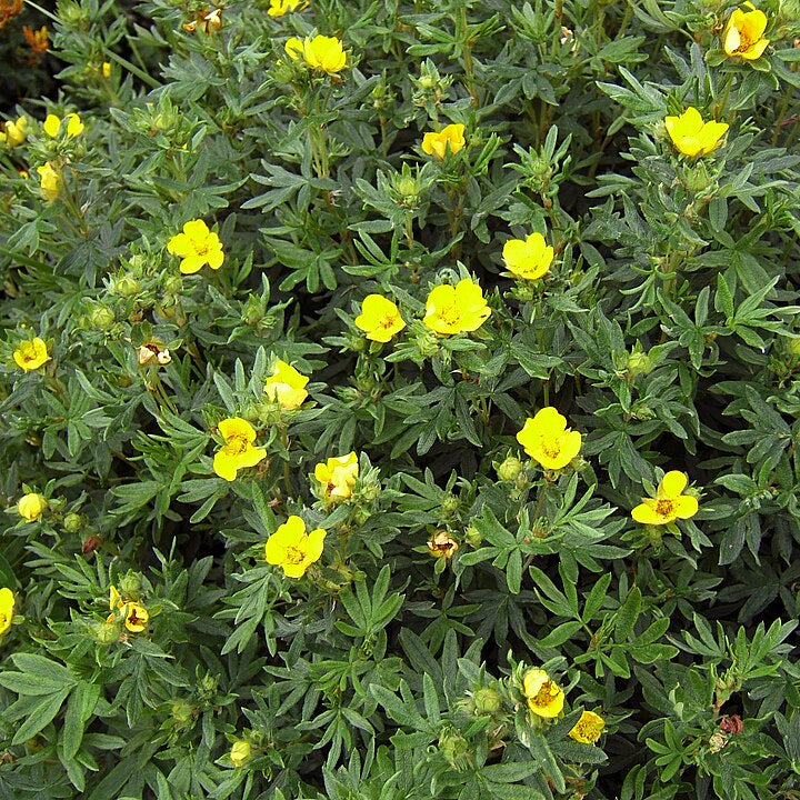 Shrubby Cinquefoil (potentilla fruticosa)