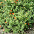 Shrubby Cinquefoil 'Red Ace' (potentilla fruticosa 'Red Ace')