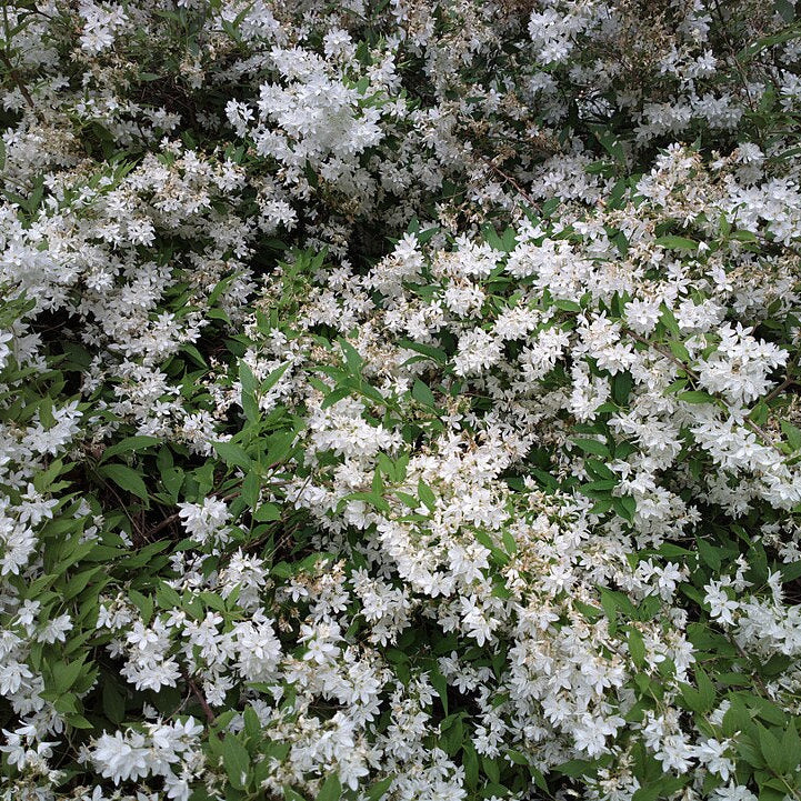 Japanese Snow Flower (deutzia gracilis)
