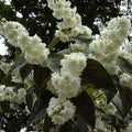 Magnificent Deutzia (deutzia x magnifica)